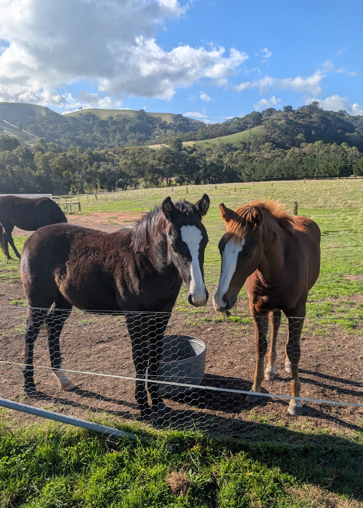 St Abbs 2025 foals
