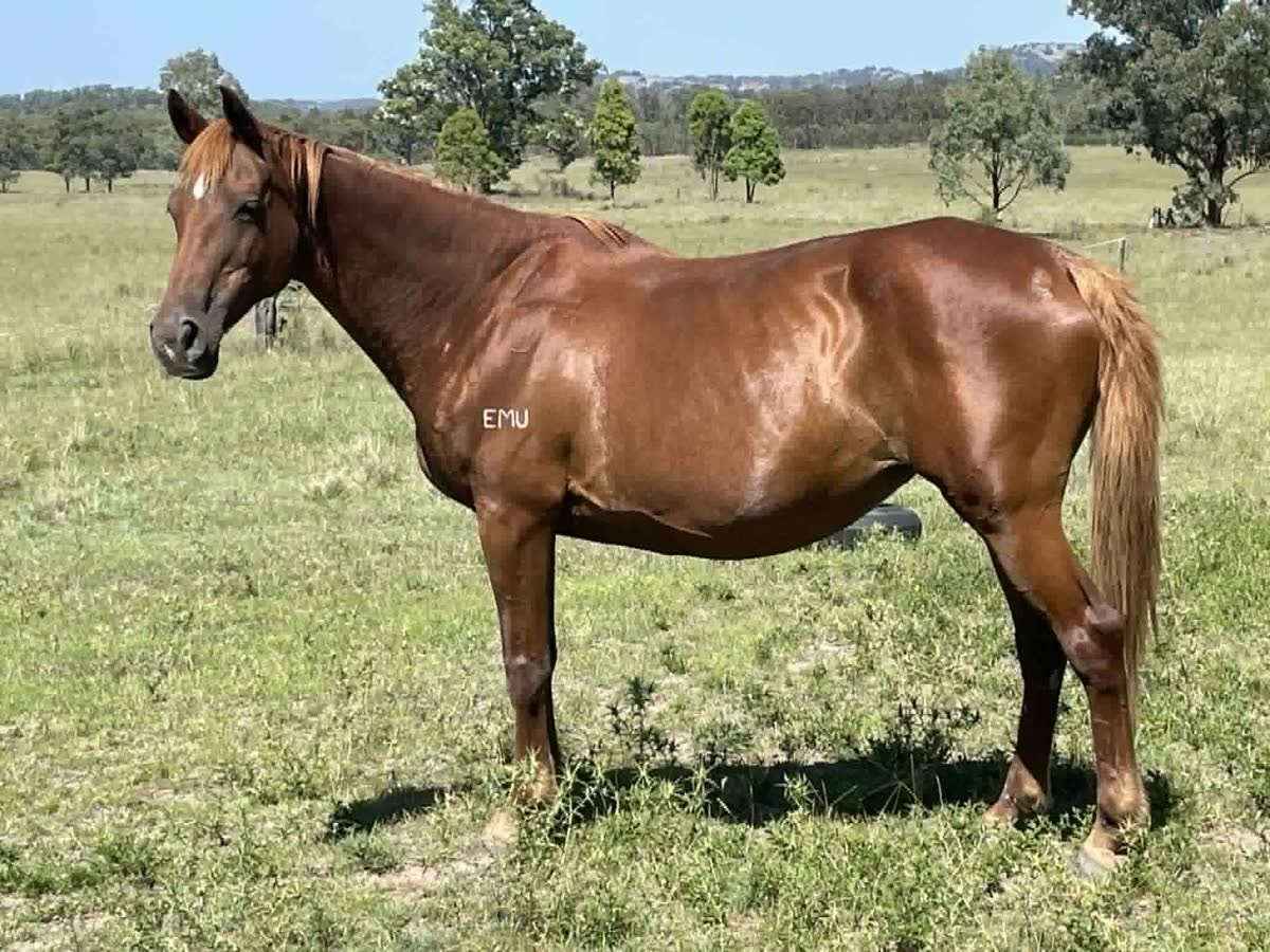 Emu Gully Romani HSH