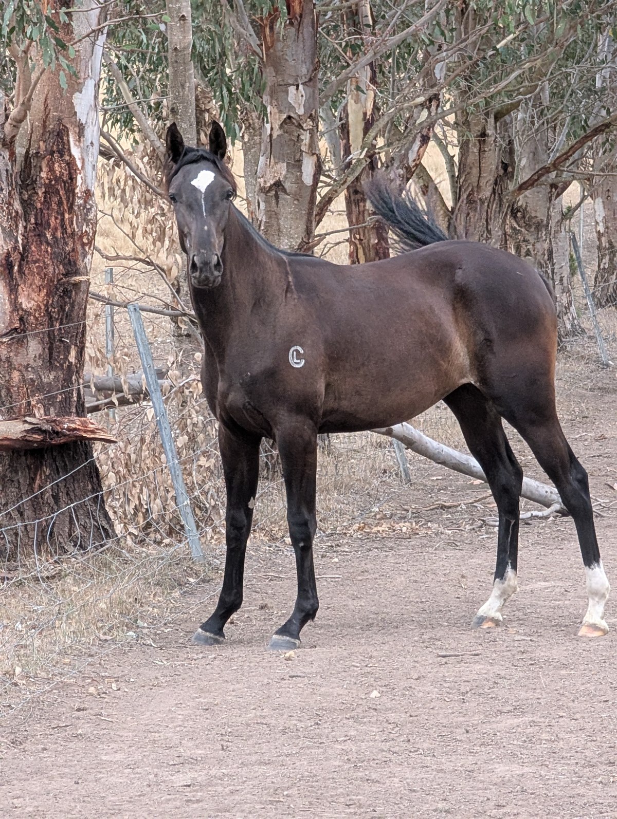 Karraba Park Tully HSH