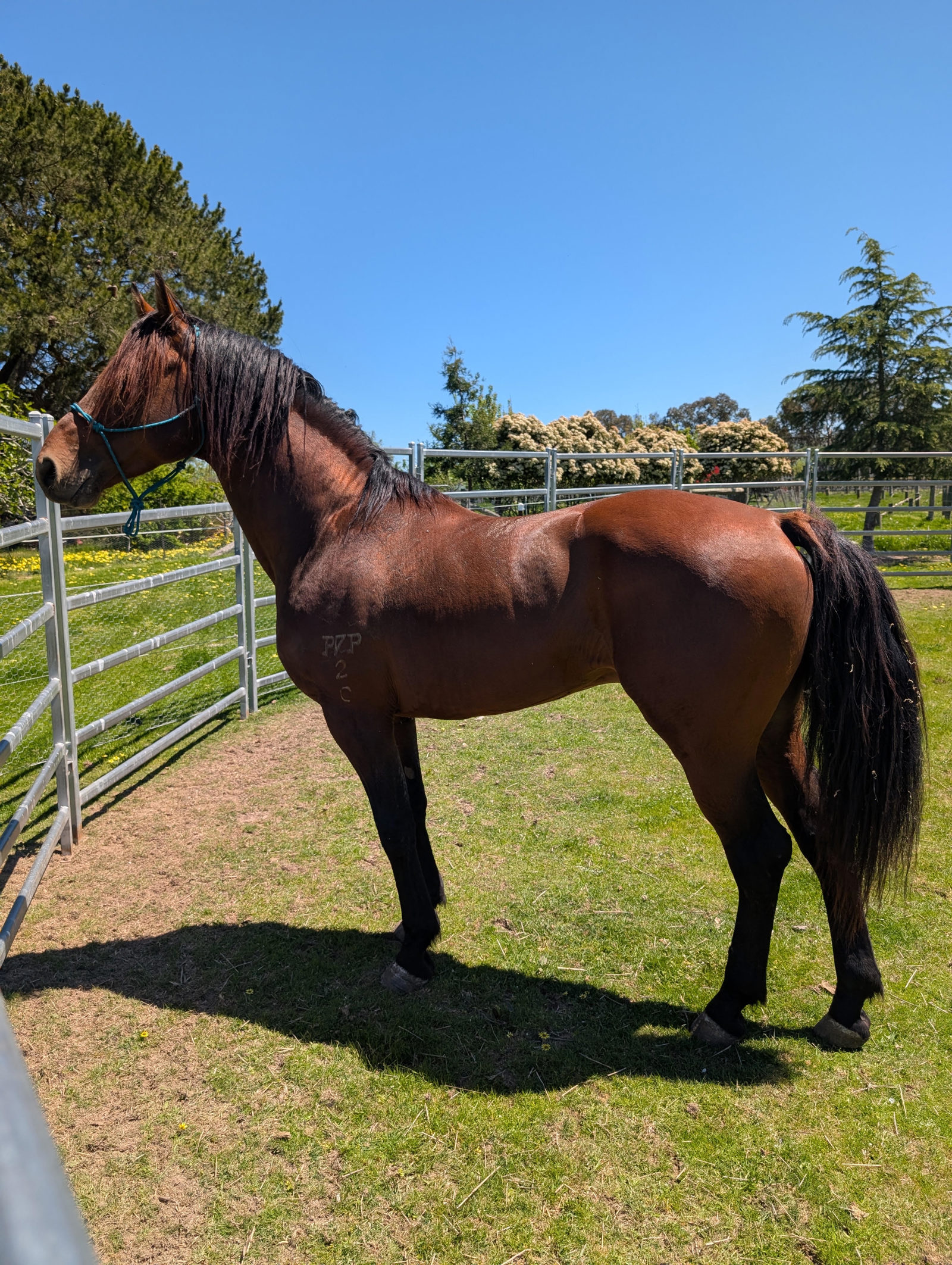 Pinnacle Trend Setter standing in the paddock