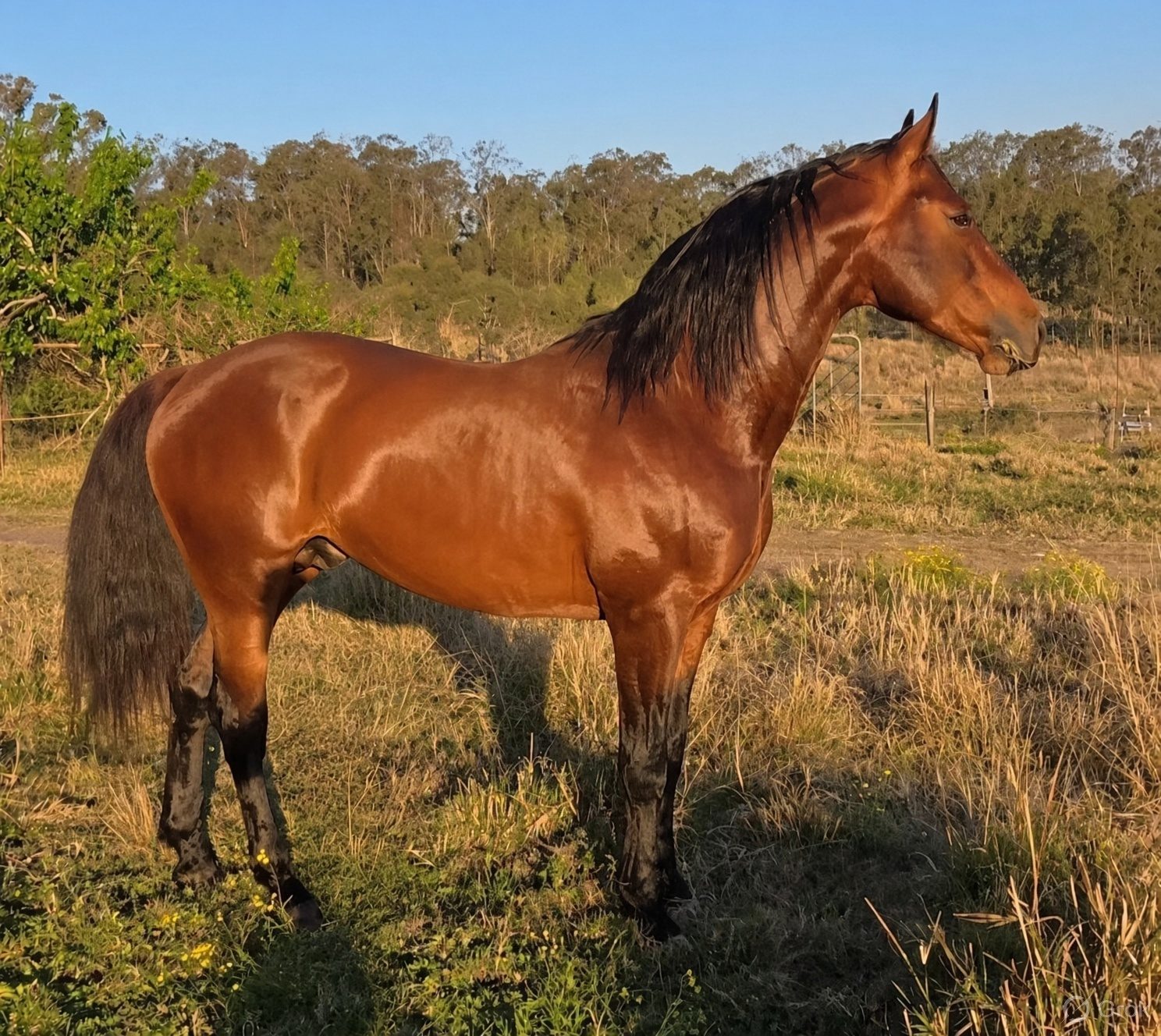 Pinnacle Trend Setter, registered Waler stallion