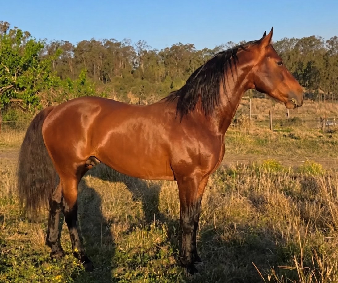 Pinnacle Trend Setter, registered Waler stallion